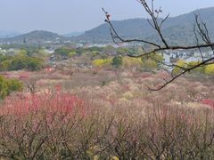 -香雪海