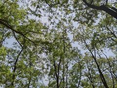 -北京西山国家森林公园