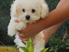 -翊宠yipet猫狗购宠庄园犬舍•猫舍