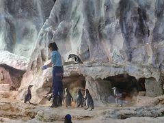 -帝企鹅自助餐厅•儿童岛•真企鹅(长隆企鹅酒店)