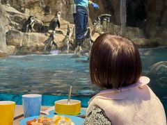 -帝企鹅自助餐厅•儿童岛•真企鹅(长隆企鹅酒店)