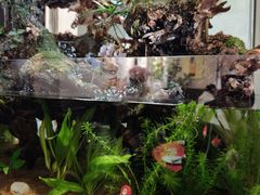 -阿莉餐厅(枣阳路店)