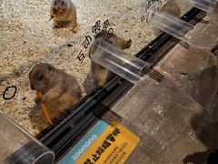 -zoonana室内动物园(东方福来德店)