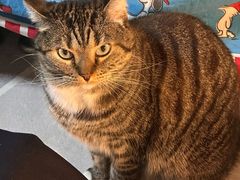 -宠福鑫动物医院(城北分院)