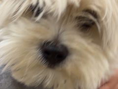 -贝康宠物医院·犬猫全科·小动物特色诊疗中心(东环路店)