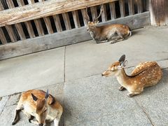 -奈良公园