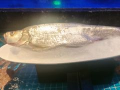 -忆江南·临江鱼馆