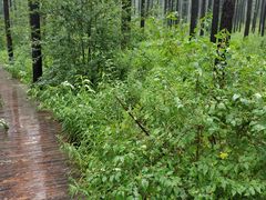 -塞罕坝国家级自然保护区