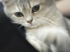 -lincat·猫舍(广州店)