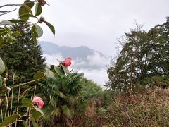-杨家堂村