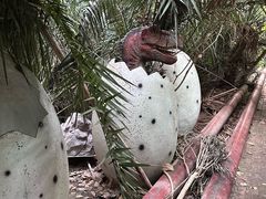 -呀路古热带植物园