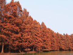 -上海海湾国家森林公园