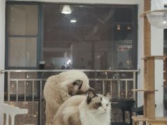 -Let's go狗咖·猫咖·奶狗·桌游(春熙路IFS店)
