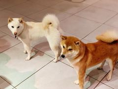 -柴务处·柴犬主题狗咖