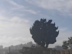 -小麦岛公园