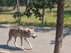-秦皇岛野生动物园