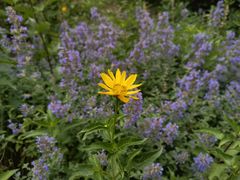 -国家植物园南园