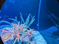 -迪拜水族馆及水下动物园
