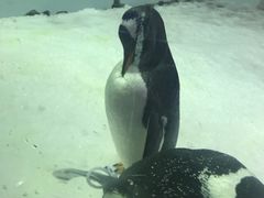 -正佳极地海洋世界