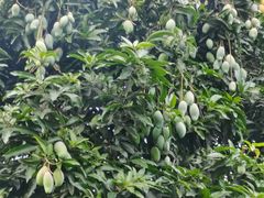 芒果树-雅香园(北滘上僚店)