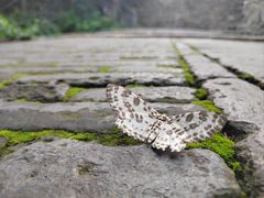 -香山公园