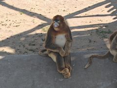 -西霞口神雕山野生动物世界