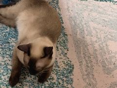 -猫爪屋猫咖(乐汇城店)