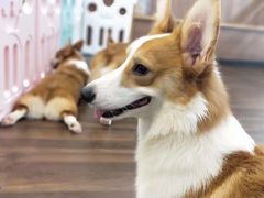 -柯斗斗主题餐厅·狗咖·围炉煮茶·茶饮(国瑞升平里店)