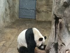 -深圳野生动物园