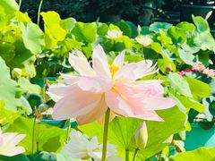 -莲花池公园