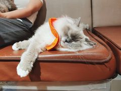 -MOCHA明星猫咖(田子坊店)