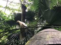 -新加坡飞禽公园