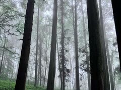 -武陵山森林公园