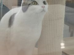 -喵园·猫主题咖啡厅·撸猫·猫咖(国贸店)