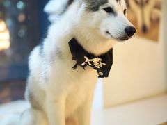 -Husky Go! 哈士奇体验馆·宠物咖啡厅狗咖