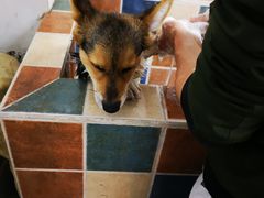 -派多格宠物·购宠(靛厂路店)