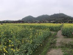 -红山村