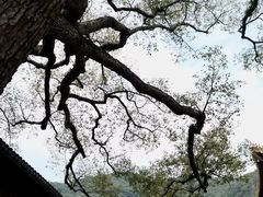 -普陀山风景名胜区-法雨禅寺