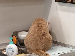 -伟伟宠物医院·CT影像中心·瑞派犬猫综合性门诊(汉口总院)
