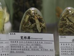 -广东中医药博物馆