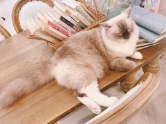 -共舞时光猫咖·狗咖(新街口店)