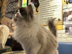 -平行世界·猫咖(首经贸店)