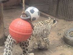 -青藏高原野生动物园