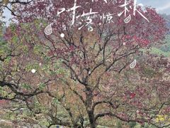 -塔川景区