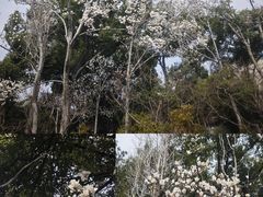 -秋霞圃
