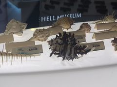 -贝壳梦幻世界