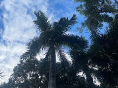 -深圳仙湖植物园