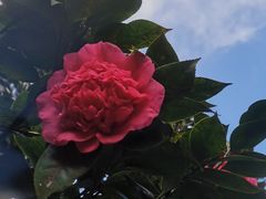 -南山植物园