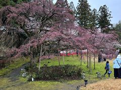 -醍醐寺