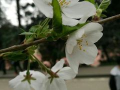 -武汉大学-樱园